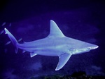 Cute Sandbar shark 